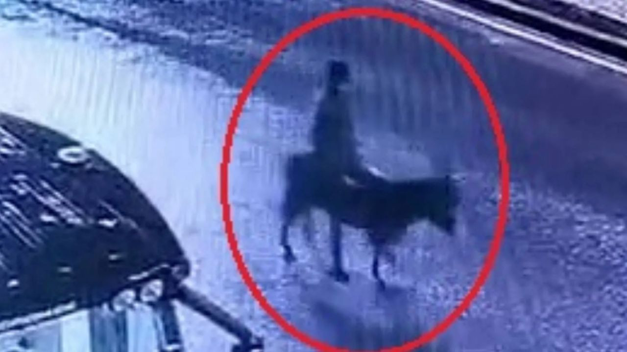 Altınları çalıp olay yerinden eşekle kaçmıştı: 16 yıl hapis istemi