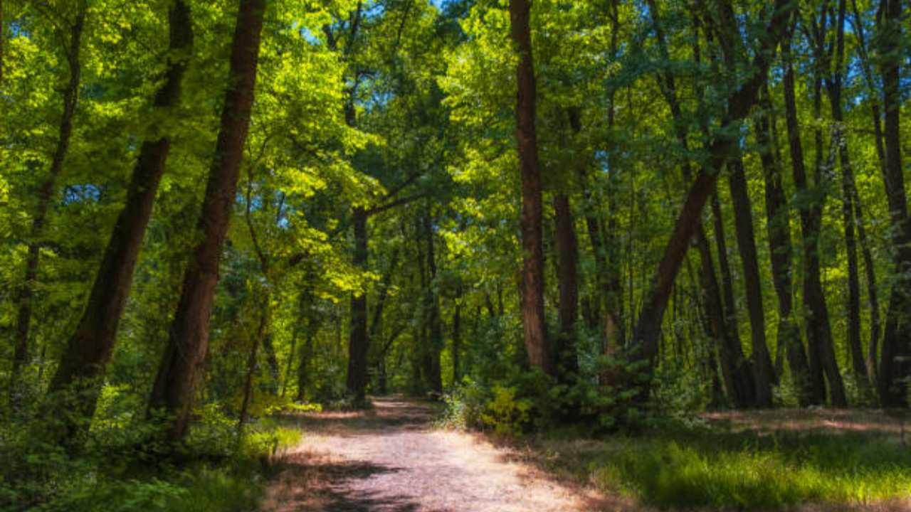 Türkiye'nin orman varlığı yüzde 30'a ulaştı