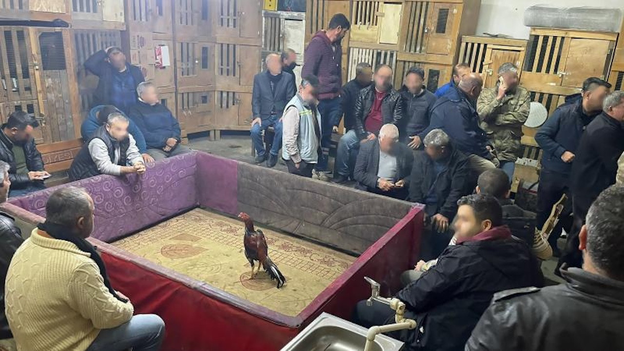 Jandarmadan horoz dövüşüne suçüstü: 23 kişiye ceza