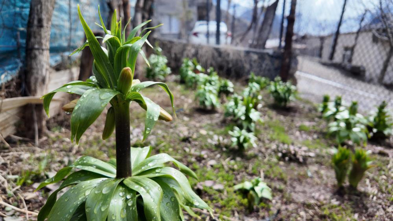 Sakın dokunmayın! Bir dal koparmanın cezası tam 700 bin TL...