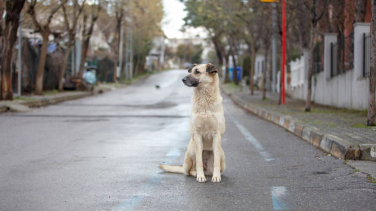 İstanbul Valiliği'nden belediyelere sahipsiz hayvan talimatı: Mayıs sonuna kadar toplatılacak