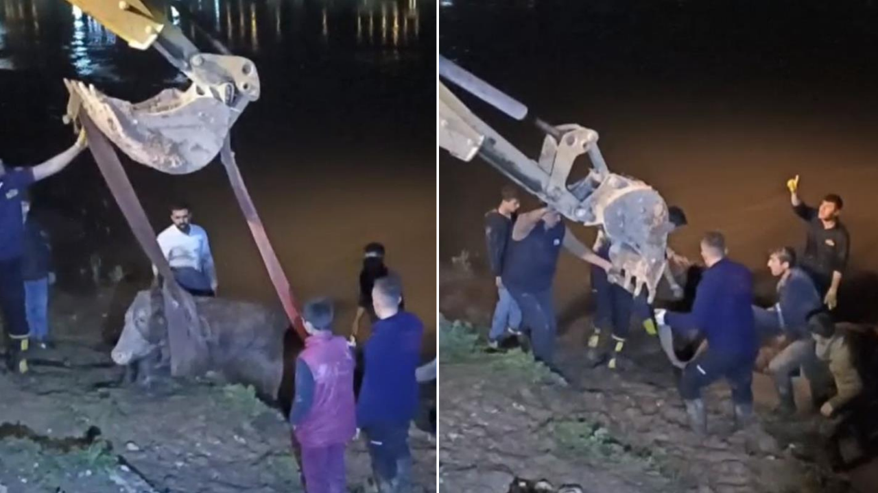 Şırnak Cizre’de otlayan inek Dicle Nehri’ne düştü