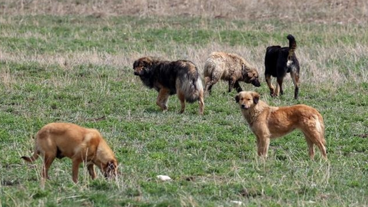 Zincirsiz köpek sahibine emsal ceza: İhmalin bedeli 2 milyon lira oldu
