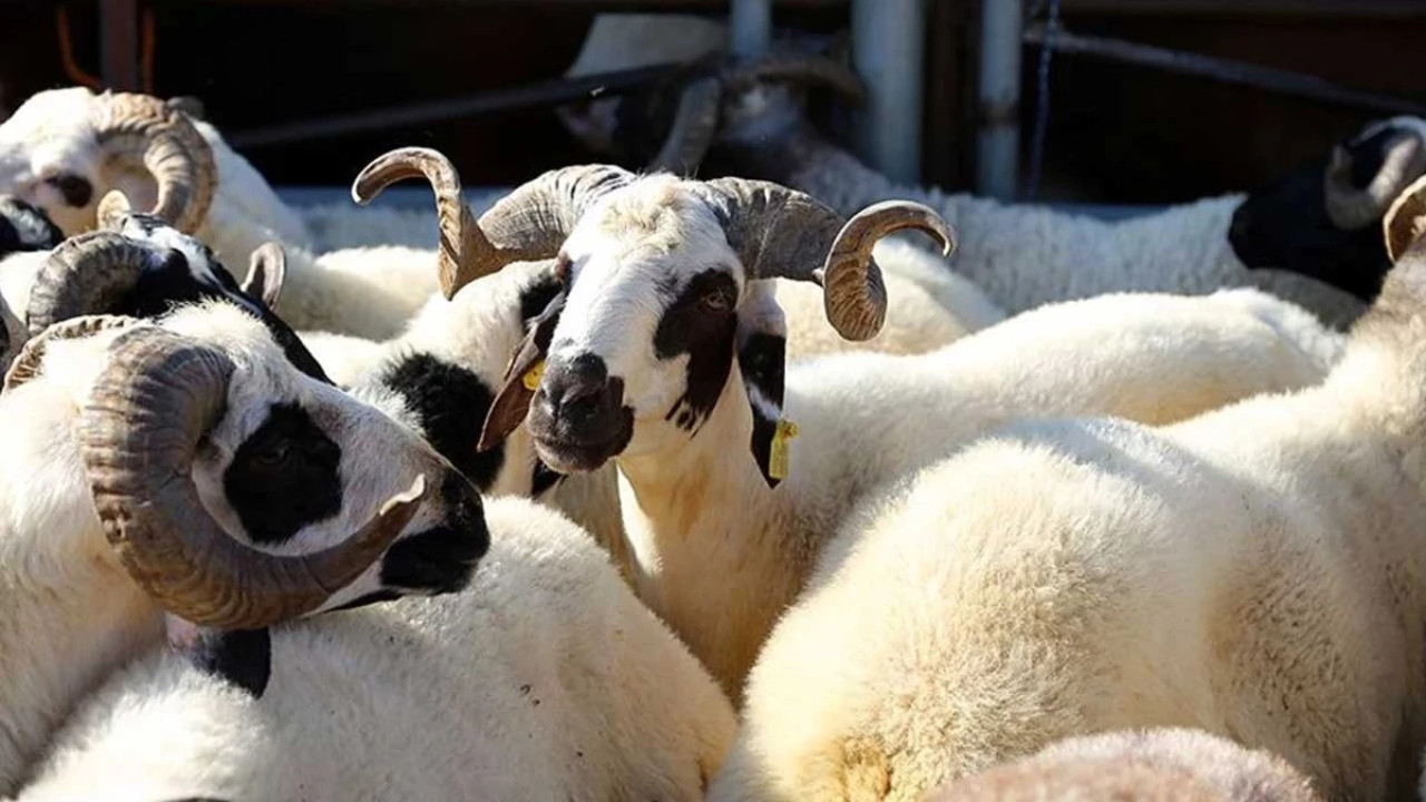 Vekaletle kurban kesim bedelleri belirlendi