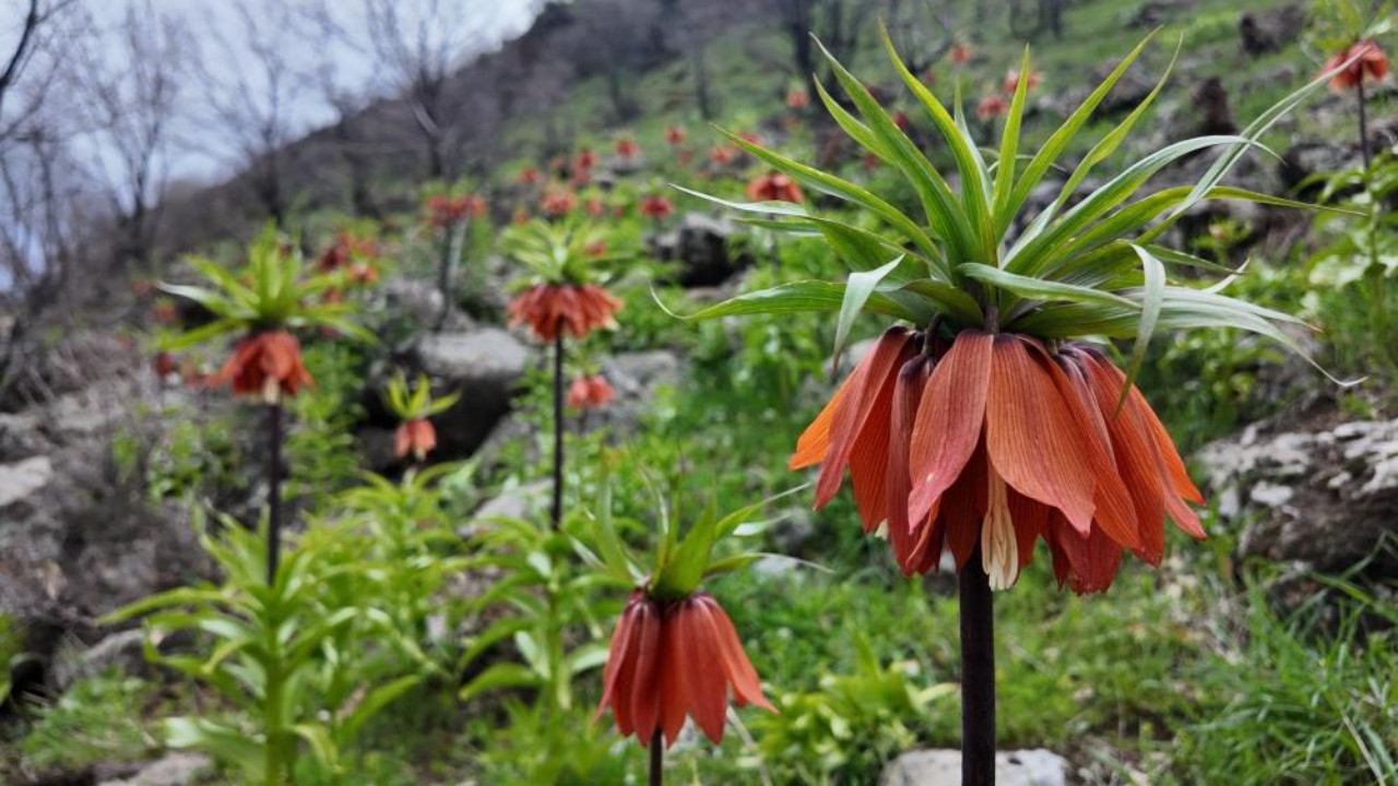 Bingöl'ü süsleyen bu çiçeğe sakın dokunmayın! Koparmanın cezası 700 bin TL