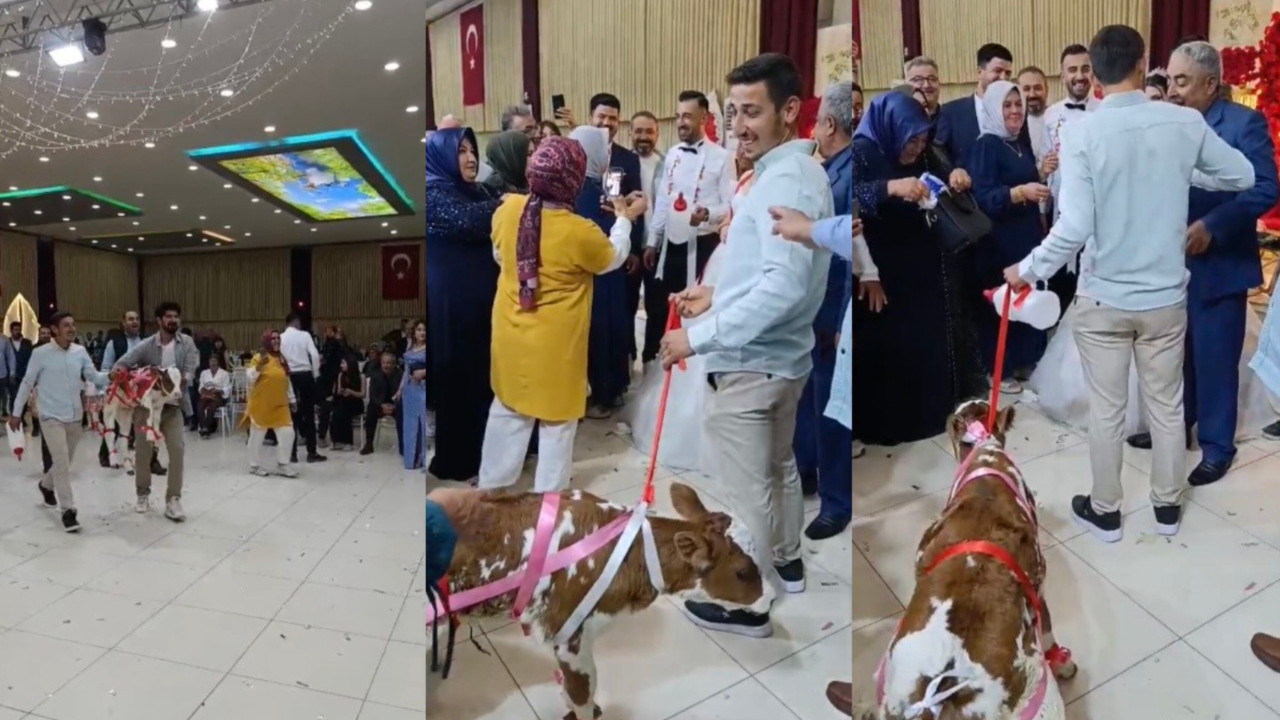 Altın yerine “canlı yatırım”! Takı töreninde damada buzağı verildi