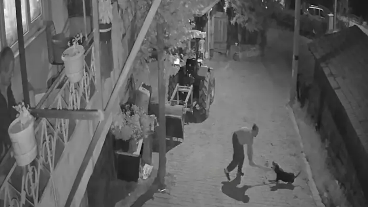 Kocaeli'de vahşet! Tasmalı köpeği demir çubukla öldüren şahıs tutuklandı