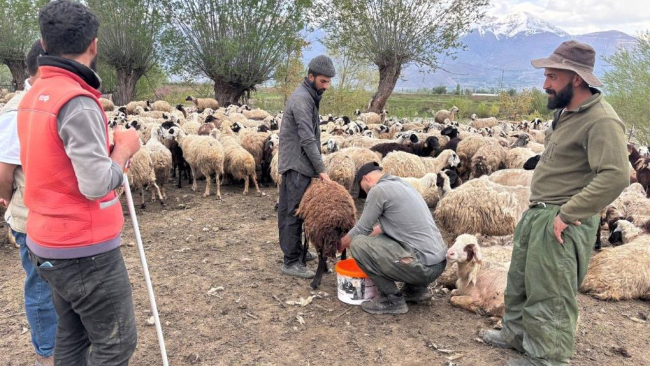 Dudak uçuklatan çoban maaşları sonrası üreticiler harekete geçti! Afganistan’dan işçi getirildi
