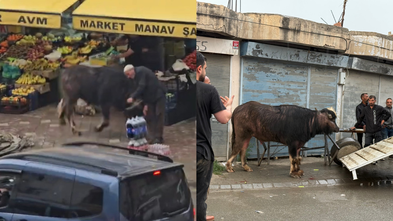Iğdır'da dehşet anları! Sahibinin elinden kaçan dana yaşlı adamı yere savurdu