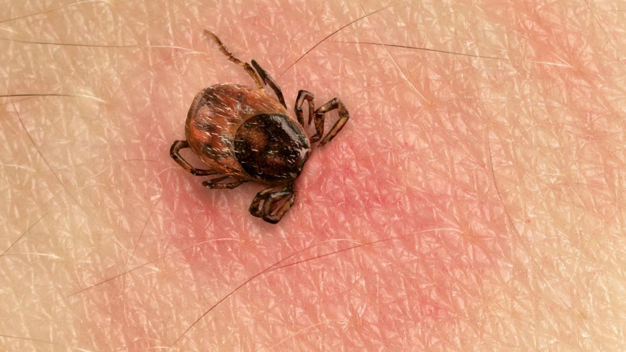 Keneden nasıl korunuruz? Uzman isim hayat kurtaran