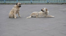 İstanbul Valisi Davut Gül'den sahipsiz köpek açıklaması