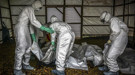 Fransa'da ilk Ebola Vakası alarmı!