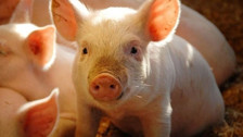 Genetiği değiştirilmiş domuz akciğeri insana nakledildi! İşte sonuçları