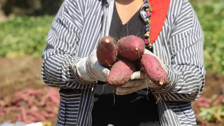 Fiyatı dudak uçuklatıyor! Hatay’da şifa deposu tatlı patatesin hasadı başladı