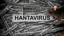 "Yeni Pandemi" iddialarına bilimsel fren: Hantavirüs hakkında doğru bilinen yanlışlar