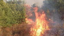 Kocaeli'de yangın: Trafo patladı, ormanlık alan k&uuml;l oldu...