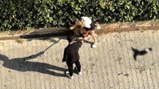 "Polisi aramayın" diye yalvarmıştı! Kediyi parçalayan pitbullun sahibine kesilen ceza belli oldu