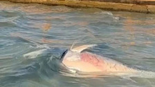 İzmir Çeşme ve Karaburun kıyılarında orkinos alarmı! Kıyıya vuran balıkların ölüm nedeni belli oldu