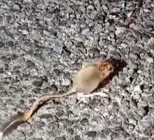 Kırmızı listedeydi, Tunceli’de ortaya çıktı! Arap tavşanı ilk kez böyle görüntülendi - Resim : 2