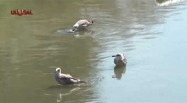 Alibeyköy Deresi'ndeki balık ölümlerine inceleme başlatıldı