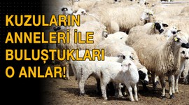 Kuzuların anneleri ile buluştukları o anlar!