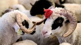 2025 kurban bedelleri belli oldu