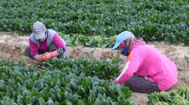 Tarlada 6, pazarda 40 lira!