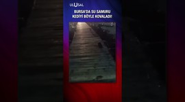 Bursa’da su samuru kediyi böyle kovaladı! | Ulusal Haber #gündem #sondakika #haberler #keşfet