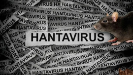 Hantavirüs hakkında doğru bilinen yanlışlar