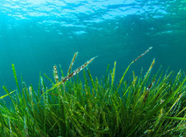 Asyalılar Sağlıklı Uzun Yaşamlarını Ona Borçlu!