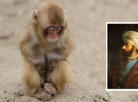 Osmanlı'da Maymunlar Bu Yüzden İdam Edildi!