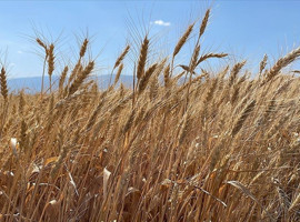 Hatay'da hasat başladı ama buğdayda fiyat açıklanmadı