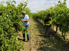Manisa'da üzüm bağlarını dolu vurdu!