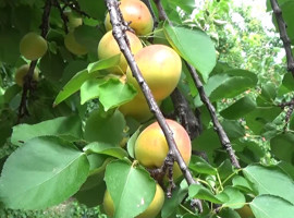 Arsuz'da kayısı rekoltesi düşük