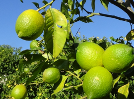 Limonun ateşi sönecek mi?