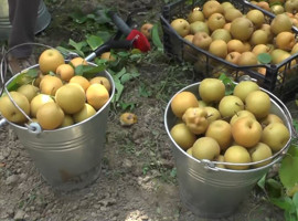 Japon armudu diğer çeşitlerinden farklı