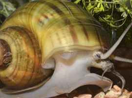 Bilim dünyasını şaşkına çevirdi