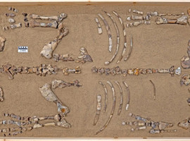 Arktik'te 23 milyon yıllık 'buzlu' gergedan keşfi! Bilim dünyası şaşkın