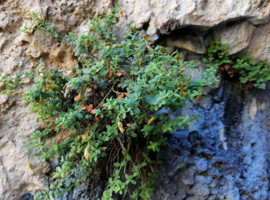 Malatya’da mucize keşif!