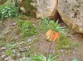 Sakın dokunmayın, bedeli bir servet!