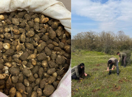 Usülsüz toplamanın bedeli ağır oldu: Tam 700 bin lira ceza!