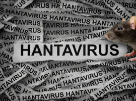 Hantavirüs hakkında doğru bilinen yanlışlar
