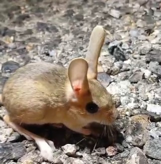 Kırmızı listedeydi, Tunceli’de ortaya çıktı! Arap tavşanı ilk kez böyle görüntülendi - Resim : 1