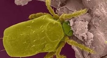 Keneler tek seferde 15 bin yumurta bırakıyor: Uzmanlardan hayati uyarı - Resim: 1