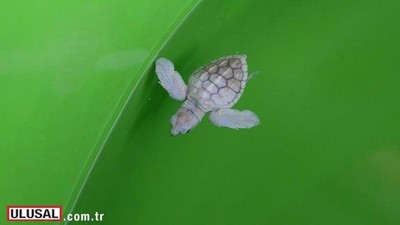Albino deniz kaplumbağa yavrusu korumaya alındı