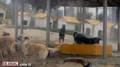 Bağcılar’da sokak hayvanları soğuk buharla serinletiliyor