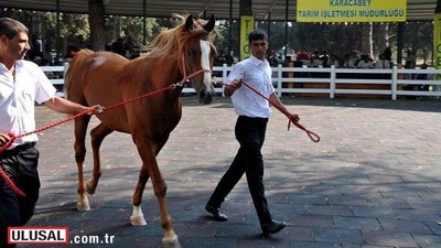 'Şenhan' isimli tay 240 bin liraya satıldı