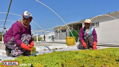 Kurutmalık sultaniye çekirdeksiz üzümde hasat başladı