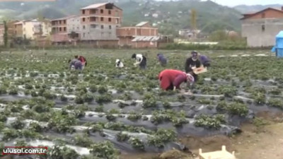 Samsun ve Ordu'da çilek hasadında yüksek rekolte bekleniyor