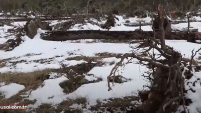 Bolu'da fırtına çam ağaçlarını devirdi